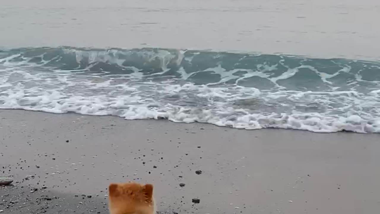 Pomeranian Belly Swims On Beach