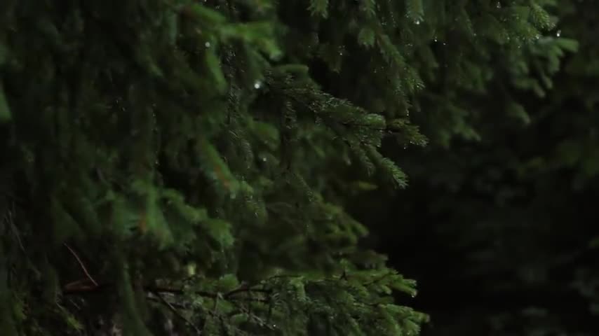 Relaxing Sound of Rain and Wind in Forest 1 Hour / Rain Drops Falling From Trees