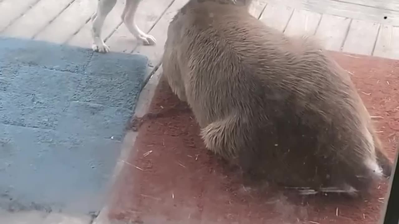 Puppy Just Wants To Play With Deer