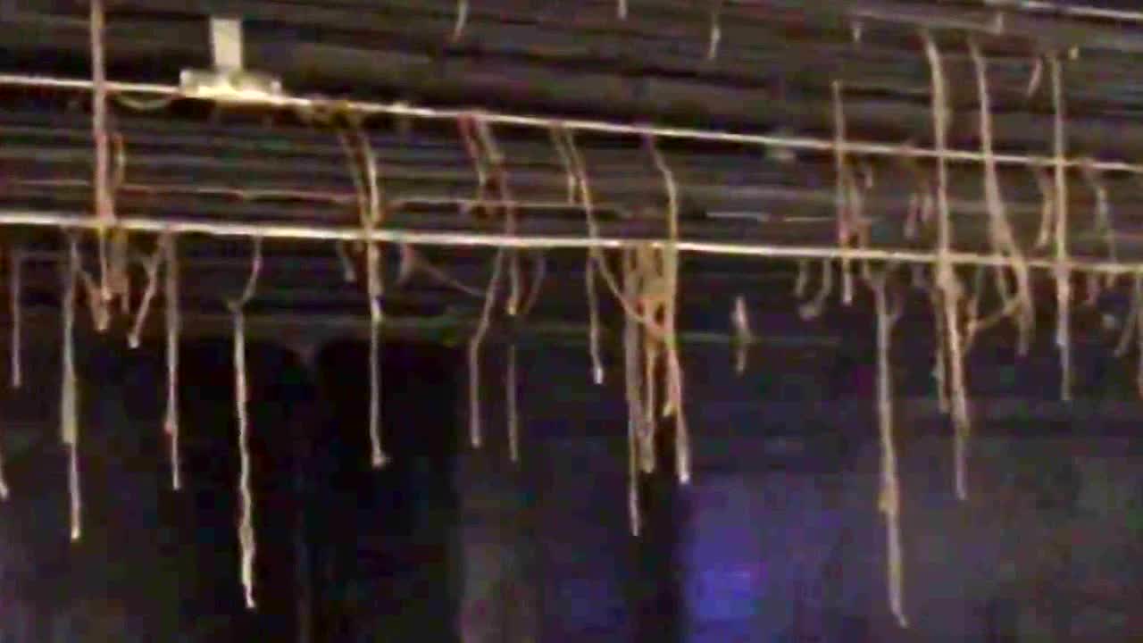 Halloween decoration or real? Spooky cobwebs and vines hang from NYC subway station