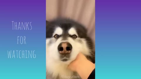 Funny cat and dog videos