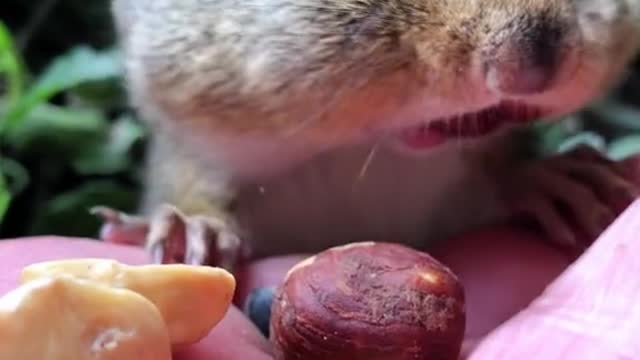 Little squirrel is eating a walnut that someone gave him