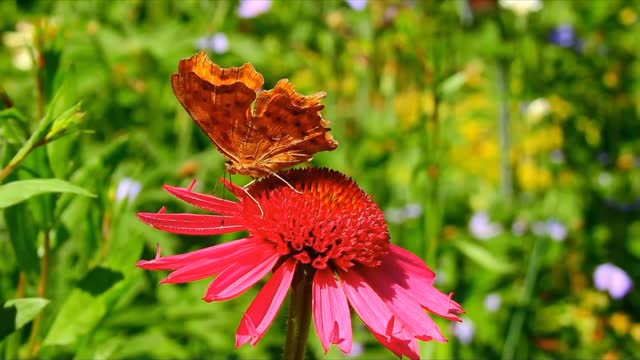 Beautiful Flower And Beautiful Butterfly