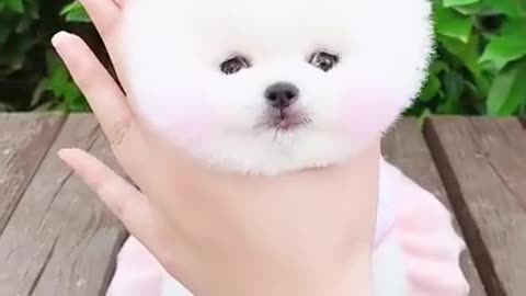 Cute and Funny Dog Videos Compilation 2022