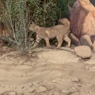 Anza Borrego Museum Exhibit