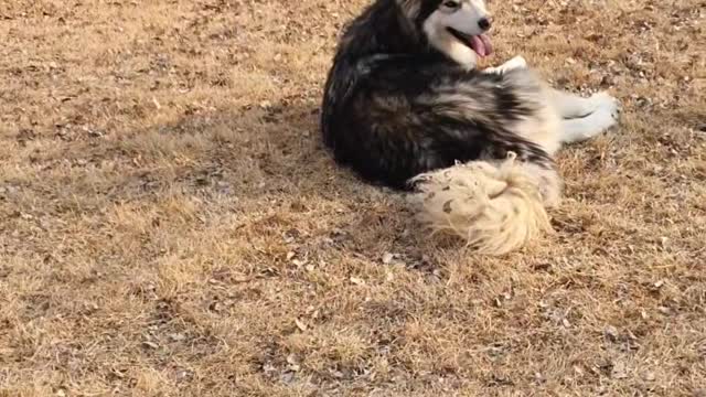 A big dog that enjoys relaxation (Malamute)