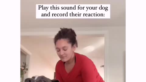 Funny dog video 😁