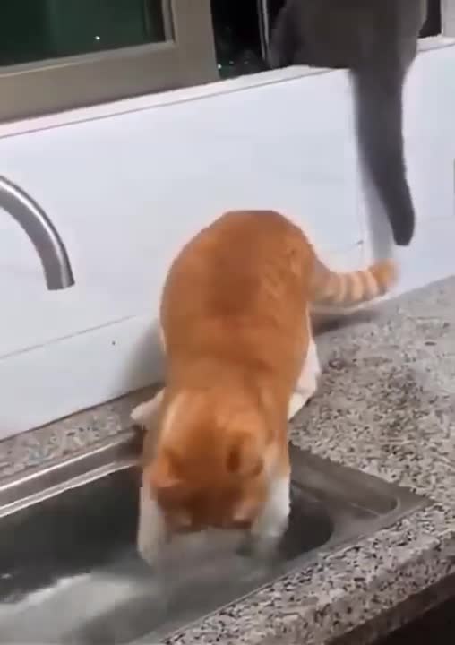 Funny Cats Compilation Videos 2022 | Persian Cats Zone