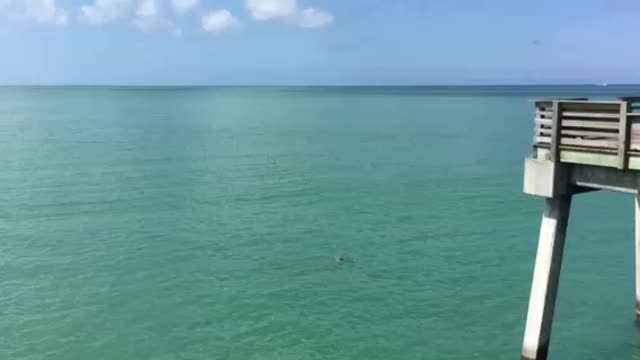 Dolphins at Sharkeys pier