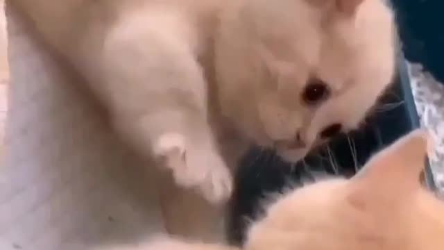 Funny//cats/cute//cats