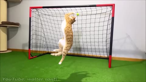 Goalkeeper Cat Got Snubbed from World Cup!