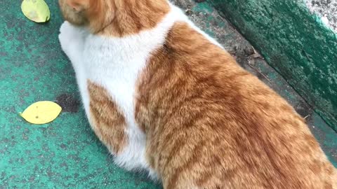 Cute cat crying2