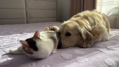 Mom Cat Shows Baby Kittens that Golden Retriever is Safe for Them (1)