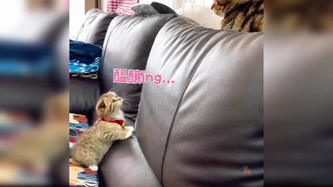 cute cat fighting hahahah