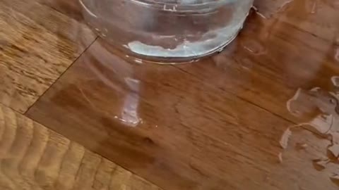 funny dog try drink water