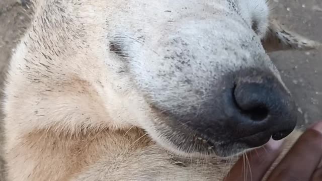 Sleeping dogs puppy's adorable reaction to getting scratched!