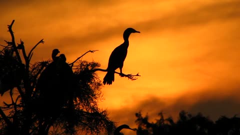 Snakebirds at Sunset