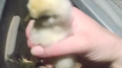 Newborn Baby Chicks Drinking Water