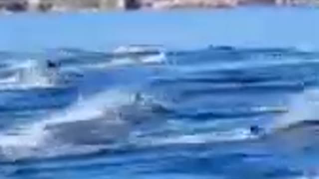 best dolphin together videos