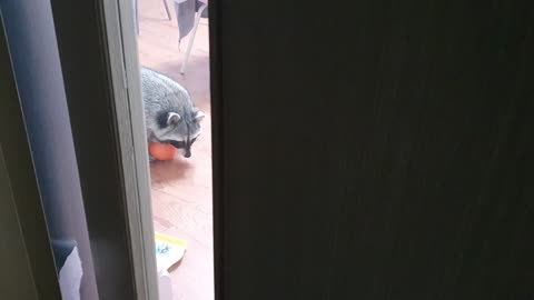 Raccoon concentrates on the sound of outside eating his feed.