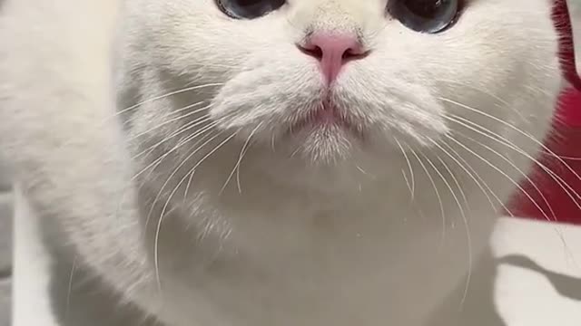 Funny Cute Cat