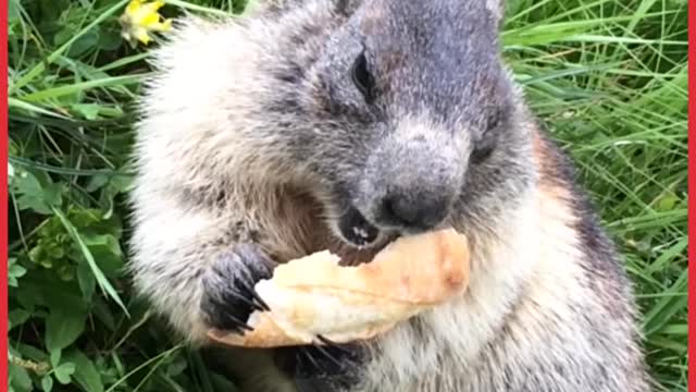 Animals Enjoying Food Compilation