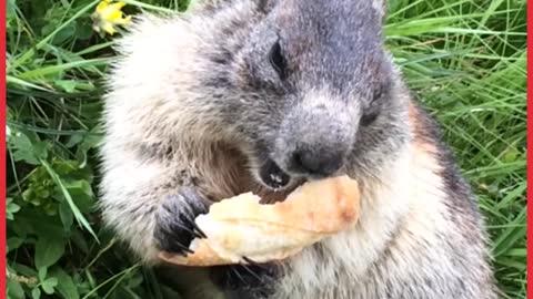 Animals Enjoying Food Compilation