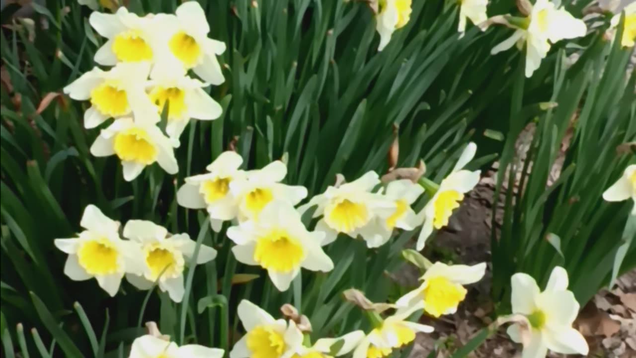 Tulips garden