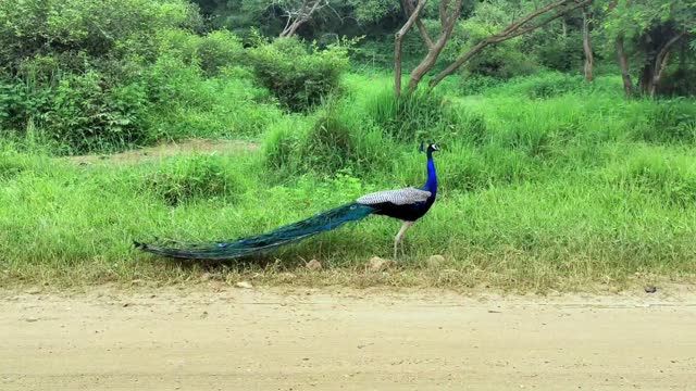 very beautiful peacock