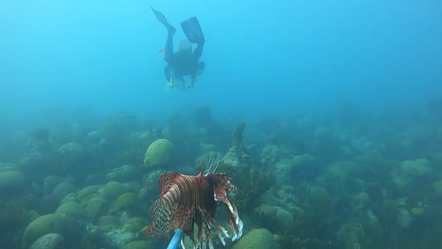 Lionfish hunting 16th December 2019