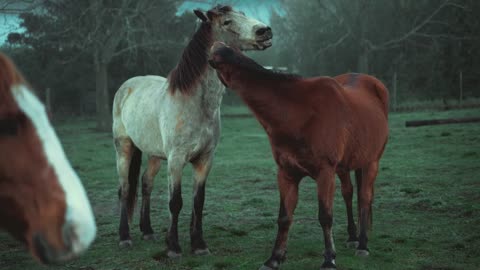 beautiful horse animal scene