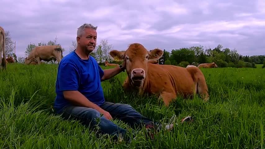 Cow acts just like a very sweet doggy.