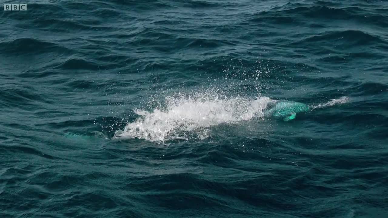 Flying Fish Picked Off From Above And Below