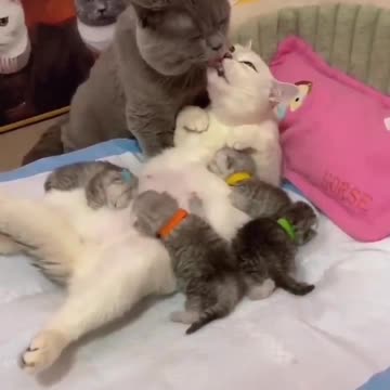 На это можно смотреть вечно ❤️❤️❤️ #любовь #котики #котэ #кошки