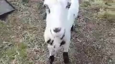 A goat named Hercules...