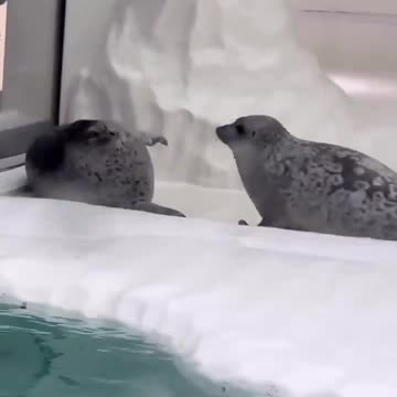 Two seals have a sissy fight