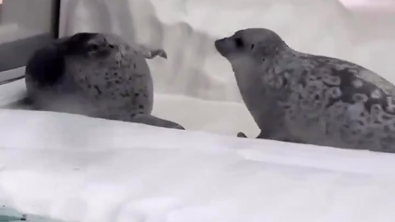 Two seals have a sissy fight