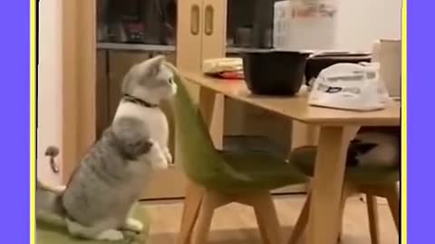 funny animals