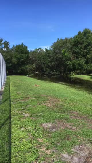 Sneaking up on ducks