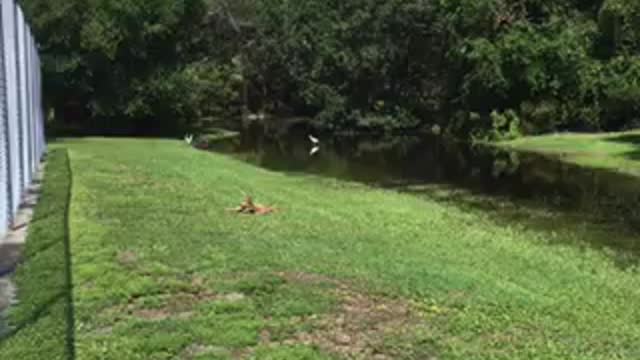 Sneaking up on ducks