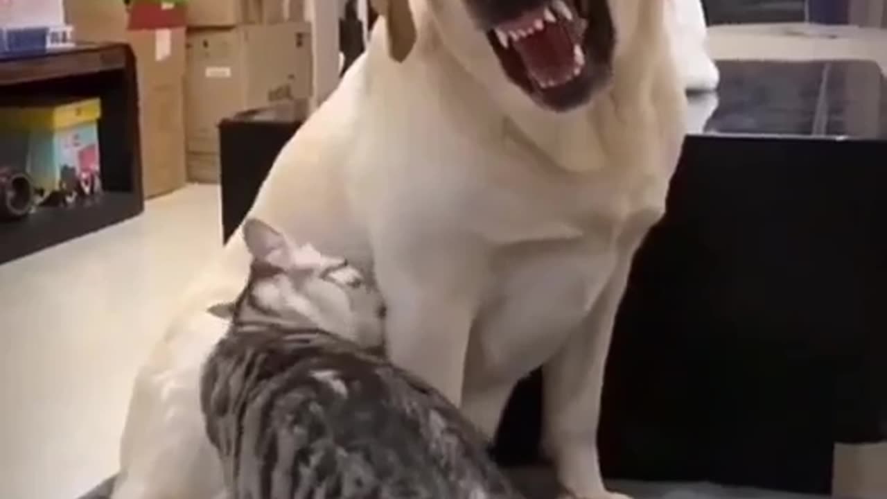 funny animals cat vs dog