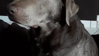 Just a goofy labrador