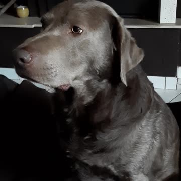 Just a goofy labrador