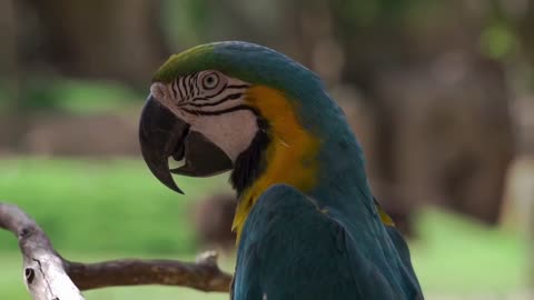 Cute Parrot nice video