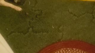 Spoticus Playing With His Food