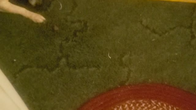 Spoticus Playing With His Food