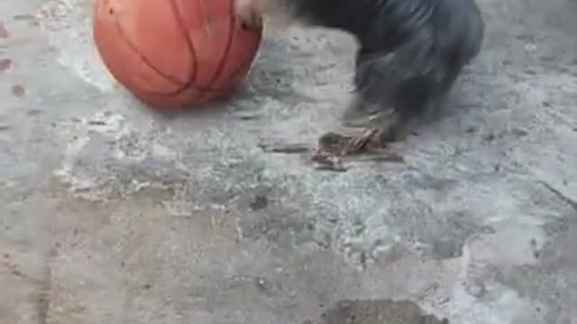 Yorkshire Terrier playing a ball