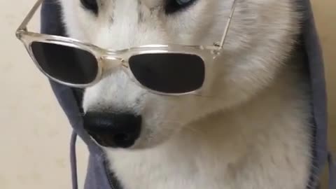 Cool dog