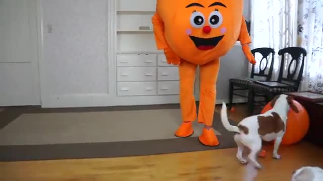 Dogs Get Ball Pit Surprise from Giant Orange! Funny Dogs Maymo & Potpie