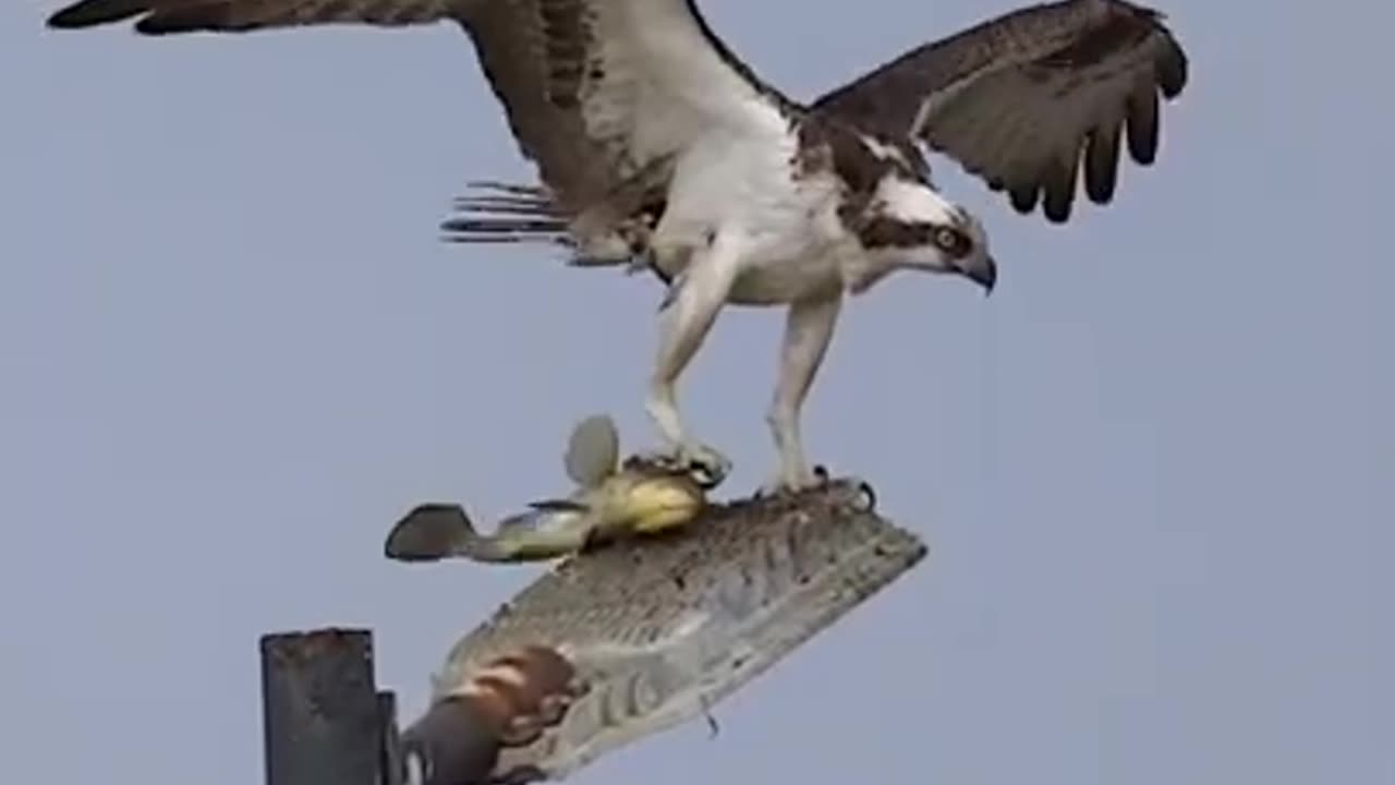 Osprey Dad brings early dinner for his two fledgelings